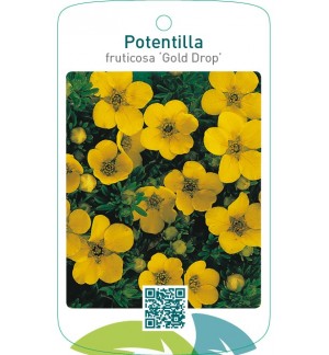 Potentilla fruticosa ‘Gold Drop’