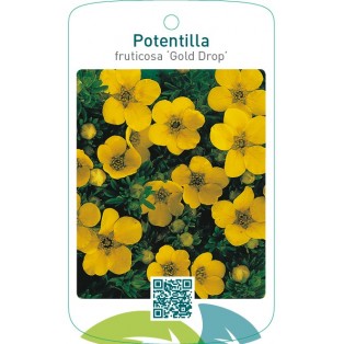 Potentilla fruticosa ‘Gold Drop’