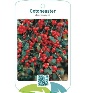 Cotoneaster dielsianus
