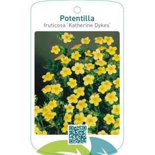 Potentilla fruticosa ‘Katherine Dykes’