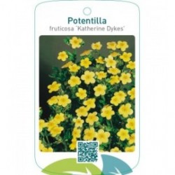 Potentilla fruticosa ‘Katherine Dykes’