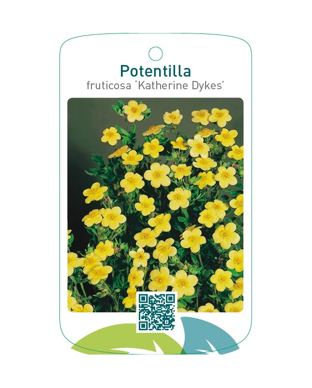 Potentilla fruticosa ‘Katherine Dykes’