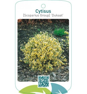 Cytisus [Scoparius Group] ‘Dukaat’