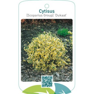 Cytisus [Scoparius Group] ‘Dukaat’