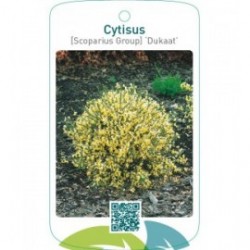 Cytisus [Scoparius Group] ‘Dukaat’