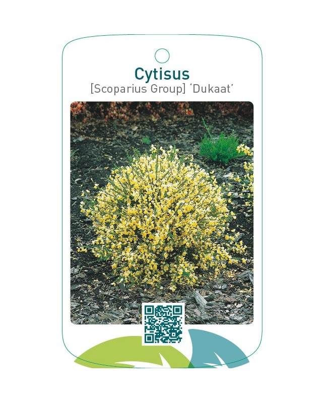 Cytisus [Scoparius Group] ‘Dukaat’
