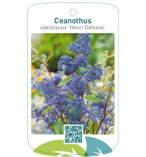 Ceanothus xdelilianus ‘Henri Défossé’