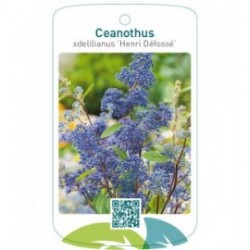 Ceanothus xdelilianus ‘Henri Défossé’