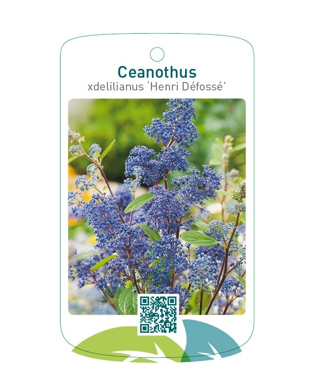 Ceanothus xdelilianus ‘Henri Défossé’