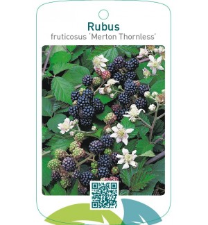 Rubus fruticosus ‘Merton Thornless’
