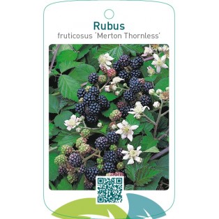 Rubus fruticosus ‘Merton Thornless’