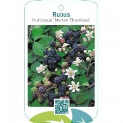Rubus fruticosus ‘Merton Thornless’