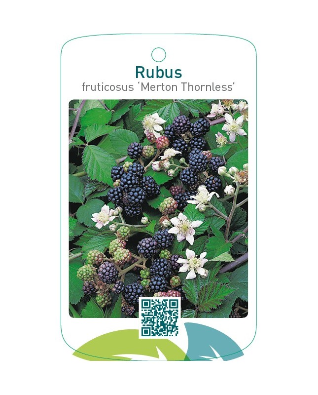 Rubus fruticosus ‘Merton Thornless’