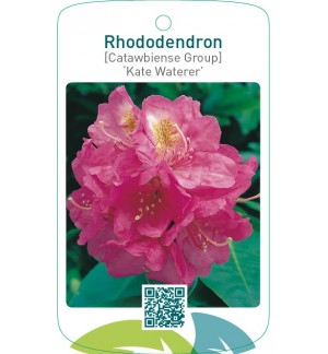 Rhododendron [Catawbiense Group] ‘Kate Waterer’