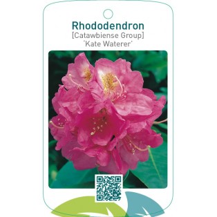 Rhododendron [Catawbiense Group] ‘Kate Waterer’