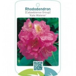 Rhododendron [Catawbiense Group] ‘Kate Waterer’