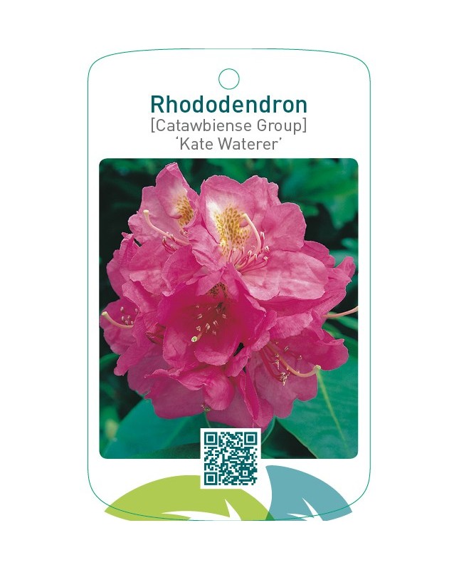 Rhododendron [Catawbiense Group] ‘Kate Waterer’