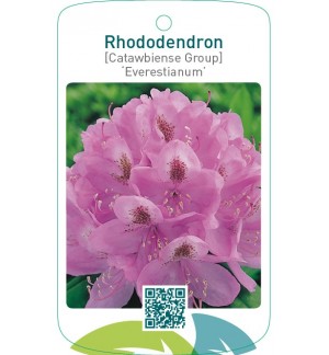 Rhododendron [Catawbiense Group] ‘Everestianum’