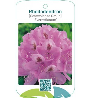 Rhododendron [Catawbiense Group] ‘Everestianum’