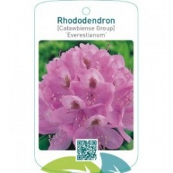 Rhododendron [Catawbiense Group] ‘Everestianum’