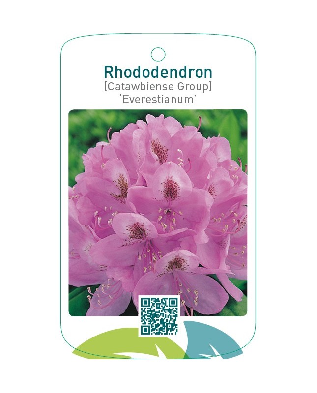 Rhododendron [Catawbiense Group] ‘Everestianum’