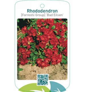 Rhododendron [Forrestii Group] ‘Bad Eilsen’