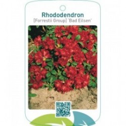 Rhododendron [Forrestii Group] ‘Bad Eilsen’