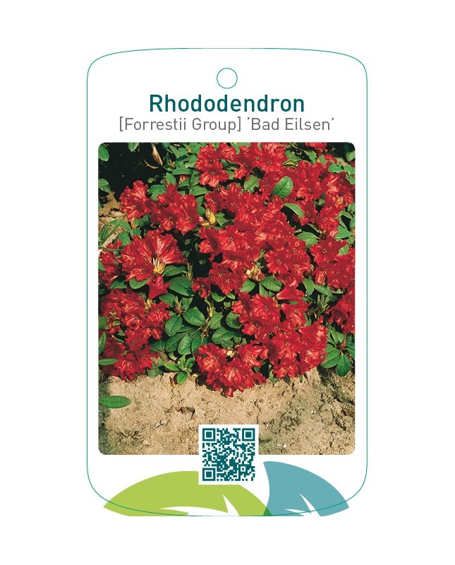 Rhododendron [Forrestii Group] ‘Bad Eilsen’