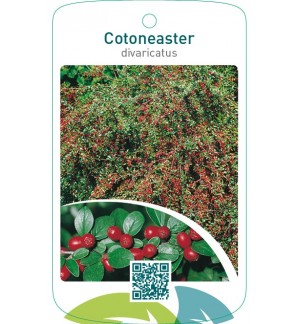 Cotoneaster divaricatus