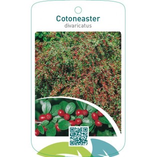 Cotoneaster divaricatus