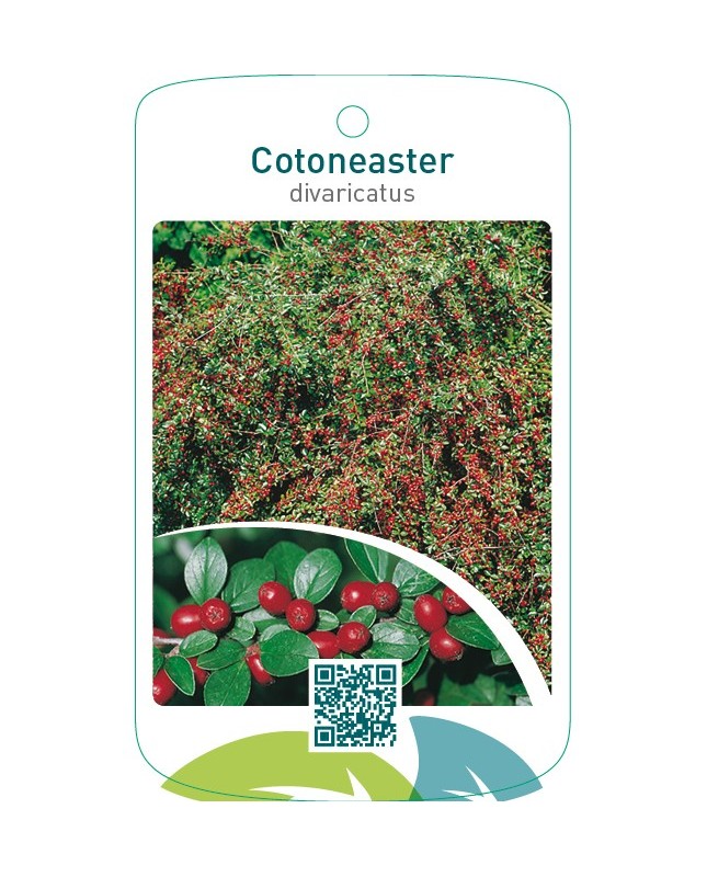 Cotoneaster divaricatus