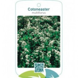 Cotoneaster multiflorus