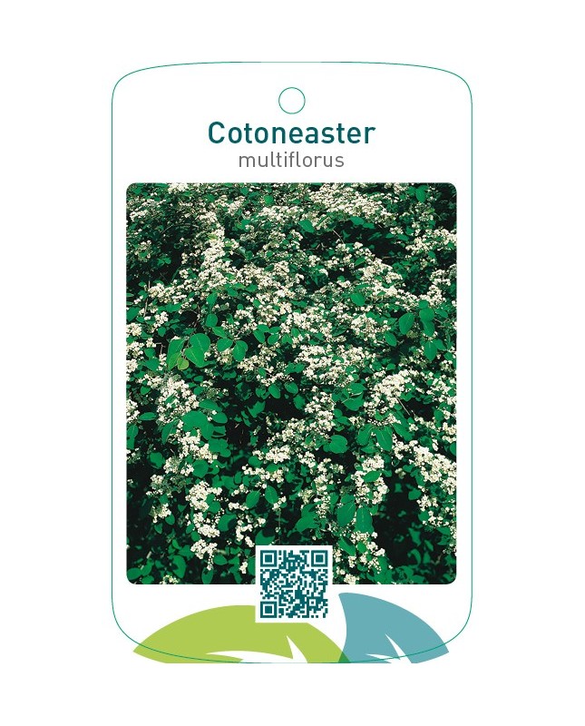 Cotoneaster multiflorus