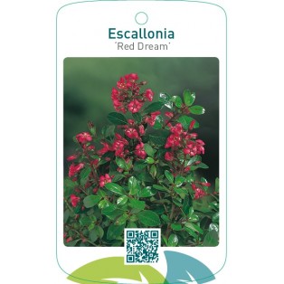 Escallonia ‘Red Dream’