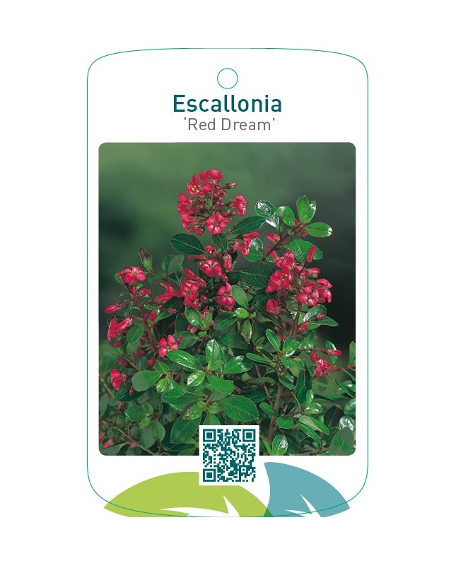Escallonia ‘Red Dream’
