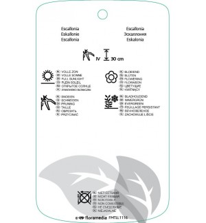 Etichette di Escallonia ‘Red Dream’ *