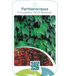 Parthenocissus tricuspidata ‘Veitch Boskoop’