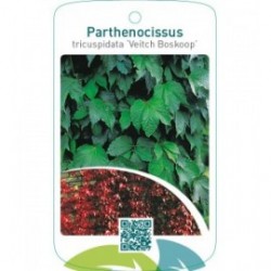 Parthenocissus tricuspidata ‘Veitch Boskoop’