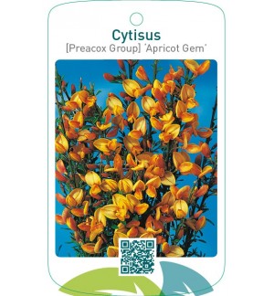 Cytisus [Preacox Group] ‘Apricot Gem’