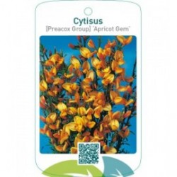 Cytisus [Preacox Group] ‘Apricot Gem’