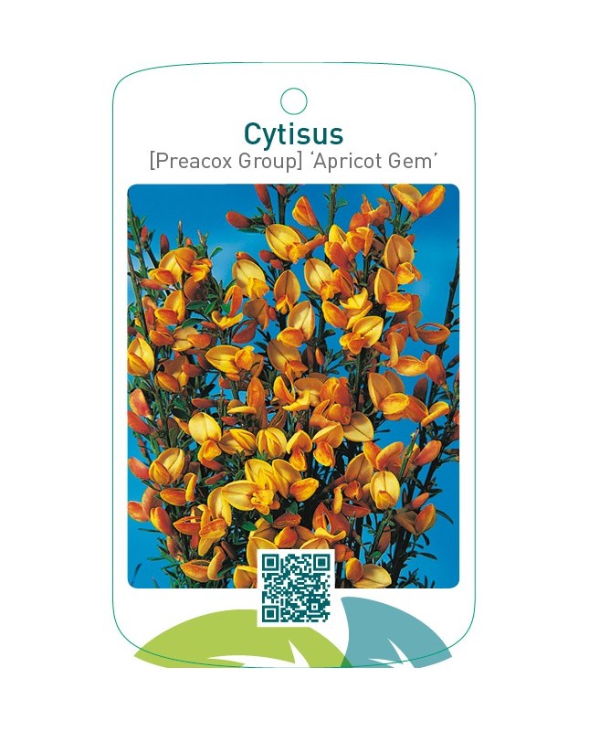 Cytisus [Preacox Group] ‘Apricot Gem’