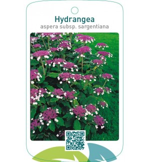 Hydrangea aspera subsp. sargentiana
