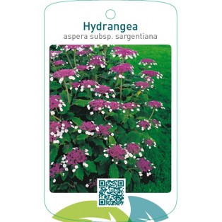 Hydrangea aspera subsp. sargentiana