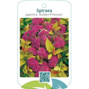Spiraea japonica ‘Golden Princess’