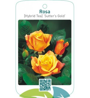 Rosa [Hybrid Tea] ‘Sutter’s Gold’