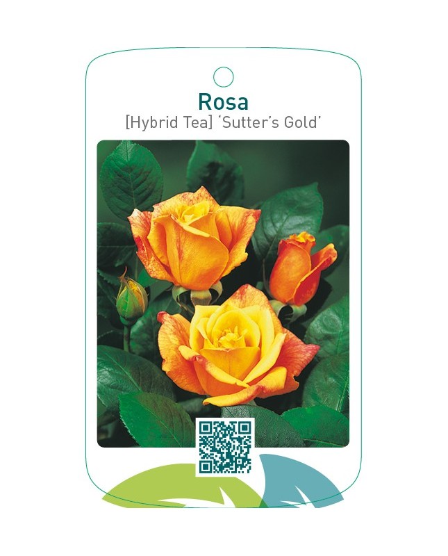 Rosa [Hybrid Tea] ‘Sutter’s Gold’