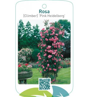 Rosa [Climber] ‘Pink Heidelberg’