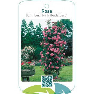 Rosa [Climber] ‘Pink Heidelberg’
