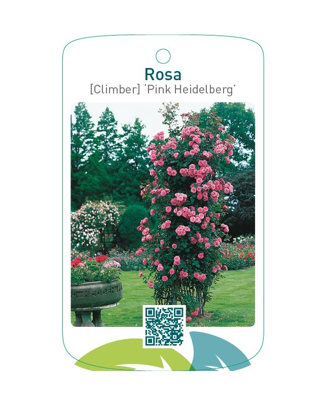 Rosa [Climber] ‘Pink Heidelberg’