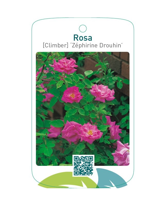 Rosa [Climber] ‘Zéphirine Drouhin’